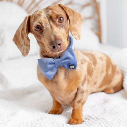 Velvet Deluxe Bow Tie STEEL BLUE - Small