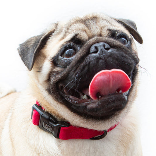 Red Velvet Collar