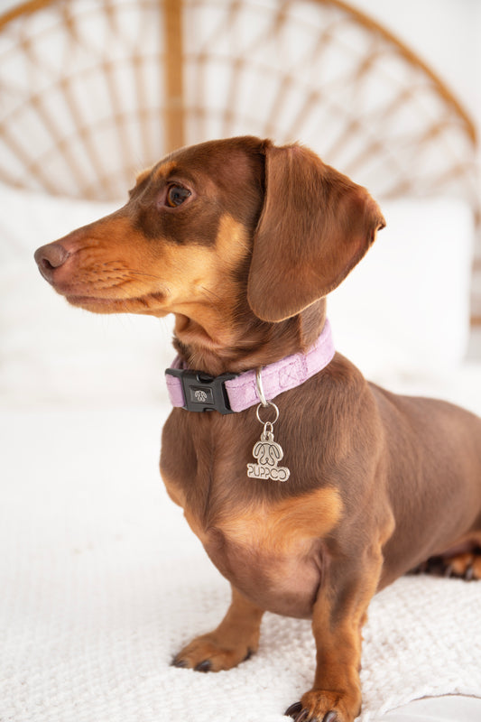 Lilac Velvet Collar