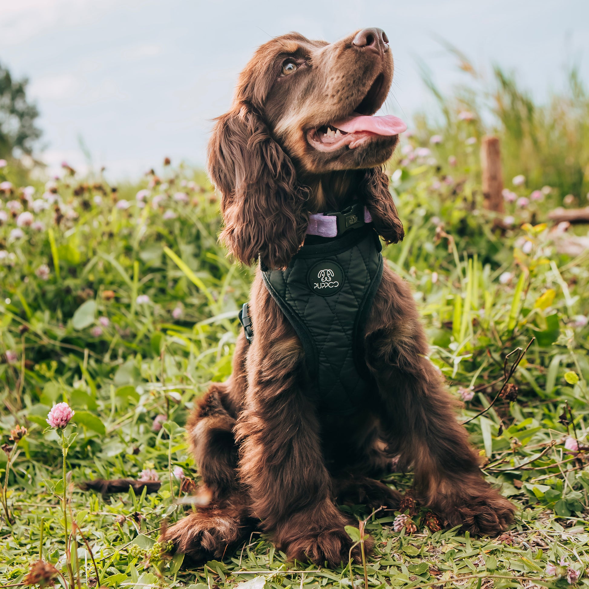 Puffer Vest Dog Harness on cocker spaniel