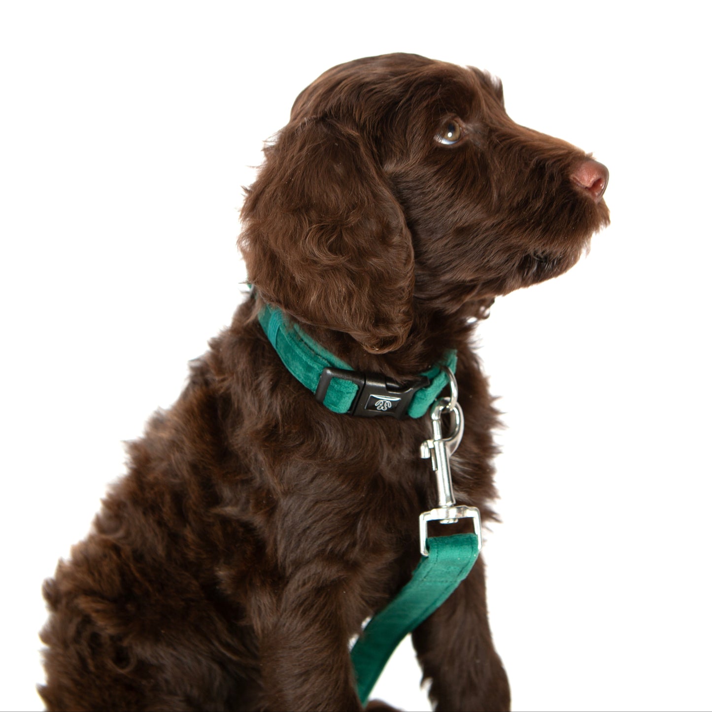 Deep Green Collar Bundle