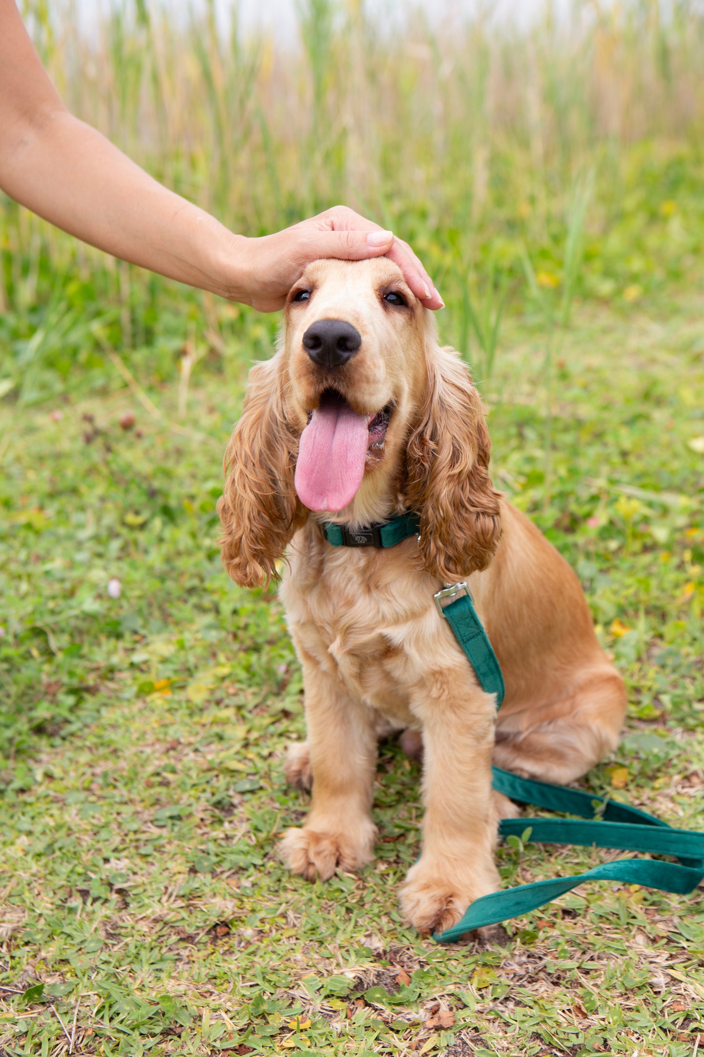 Deep Green Collar Bundle
