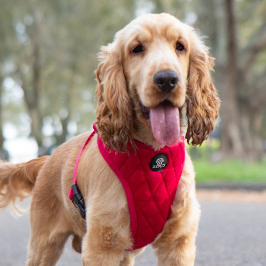 Red Quilted Velvet Harness