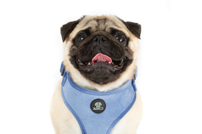 Steel Blue Velvet Harness
