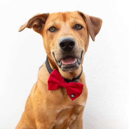 Large Red Velvet Bow Tie