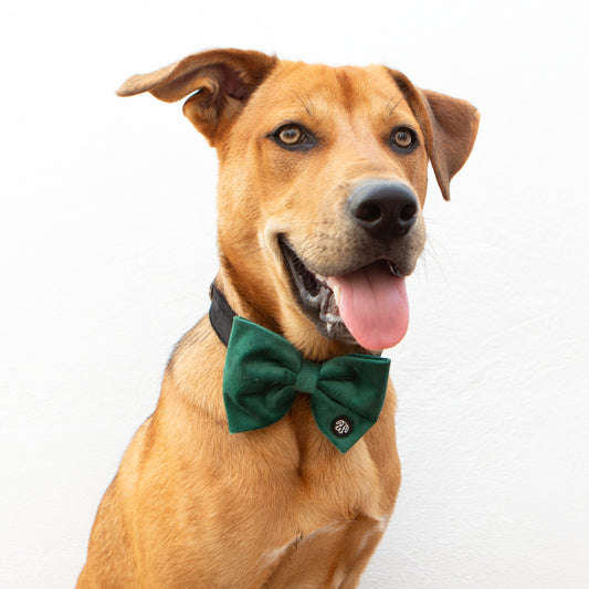 Large Green Velvet Bow Tie