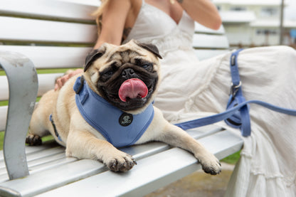 Steel Blue Velvet Harness