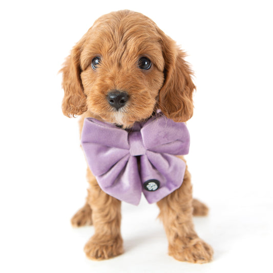 Lilac Velvet Sailor Bow