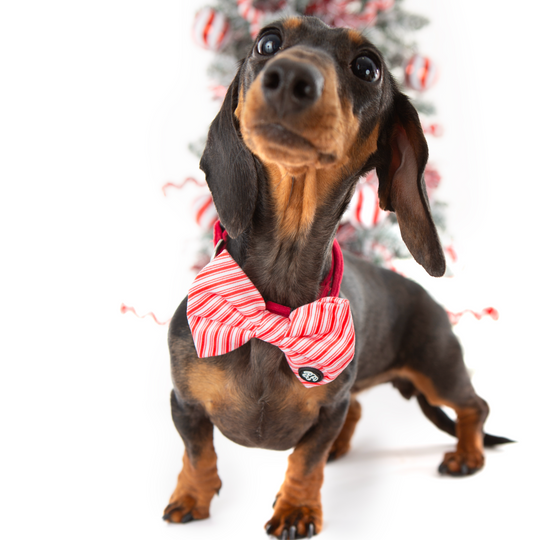 Candy Velvet Bow Tie