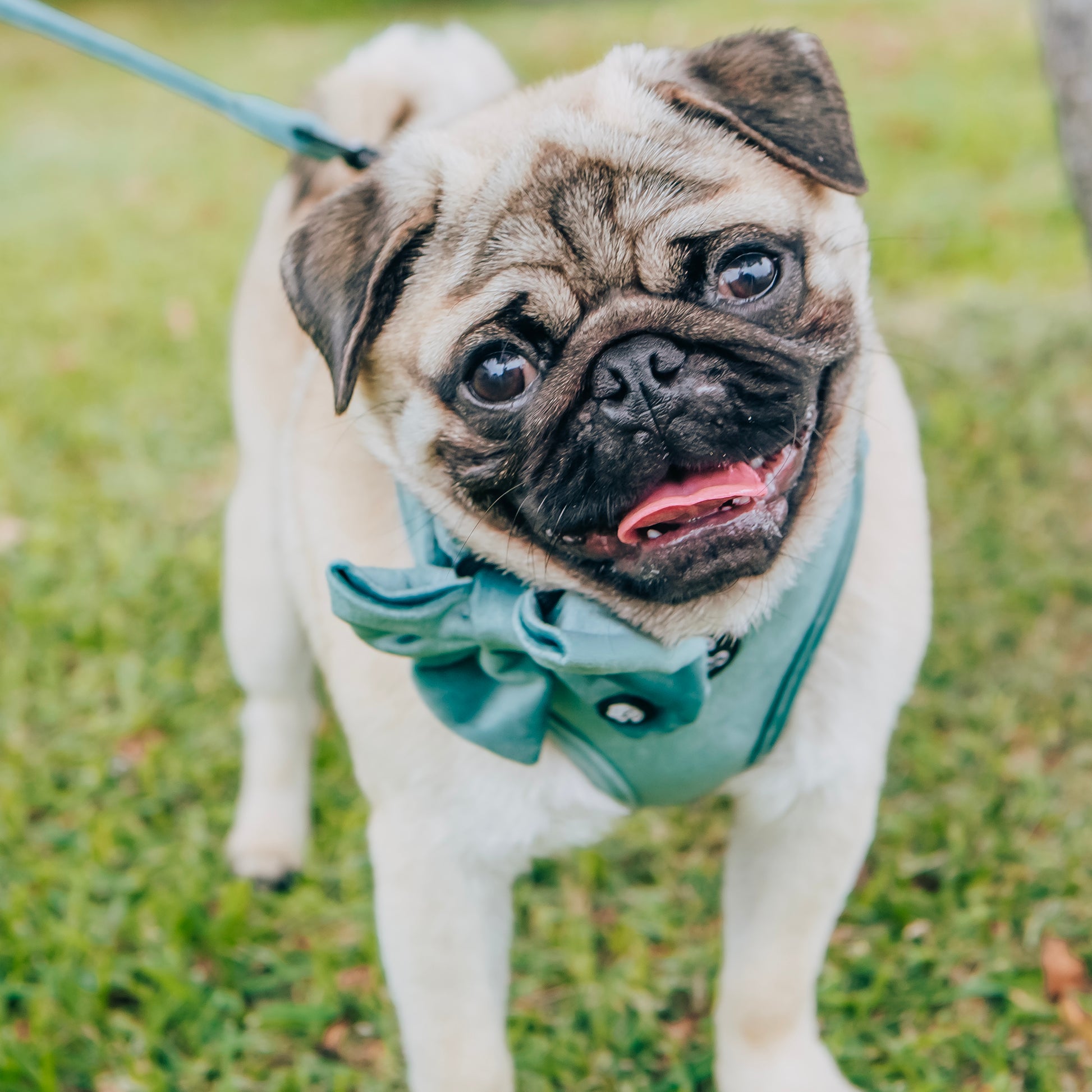 Teal velvet dog harness on a pug