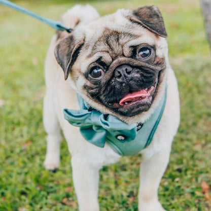 Teal velvet dog harness on a pug