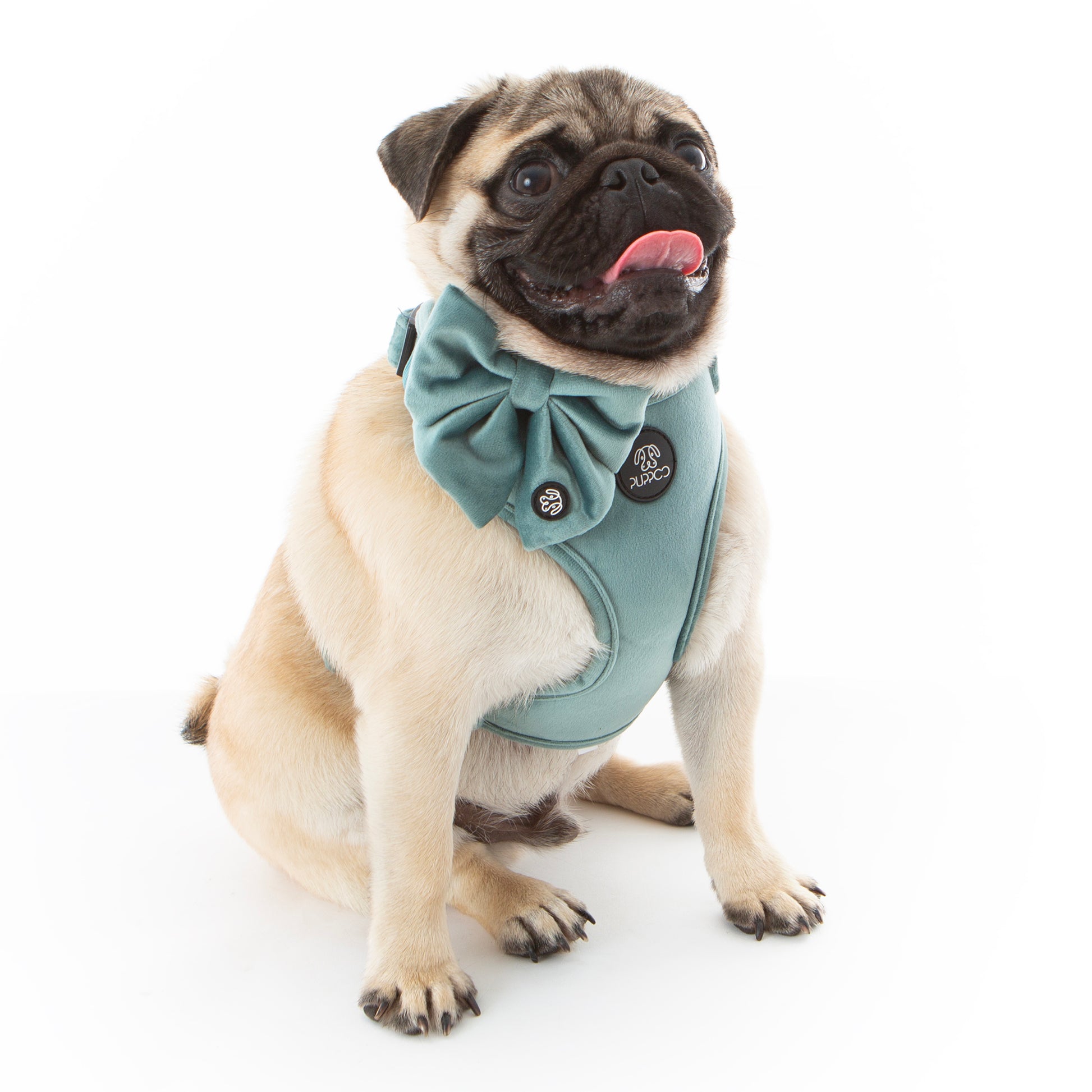Teal velvet dog harness on a pug