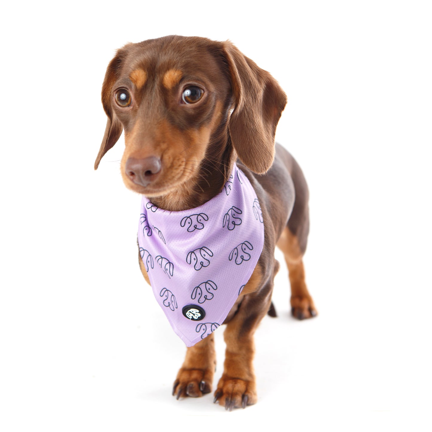 60% OFF! PuppHead Bandana