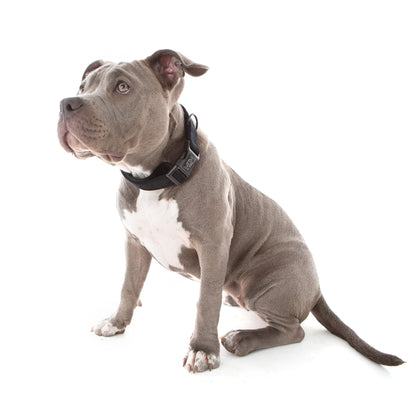 Black Velvet Collar