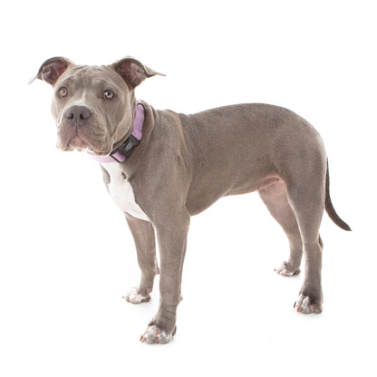 Lilac Velvet Collar