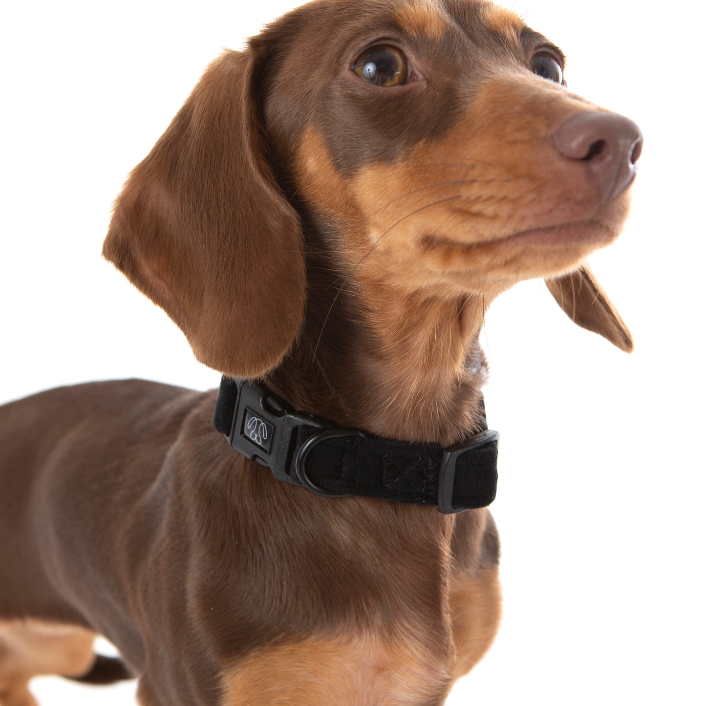 Black Velvet Collar