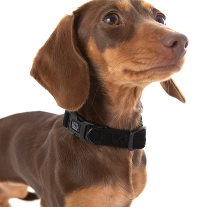 Black Velvet Collar