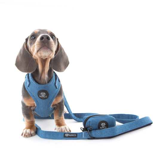 Denim dog harness on mini dachshund pup with denim lead