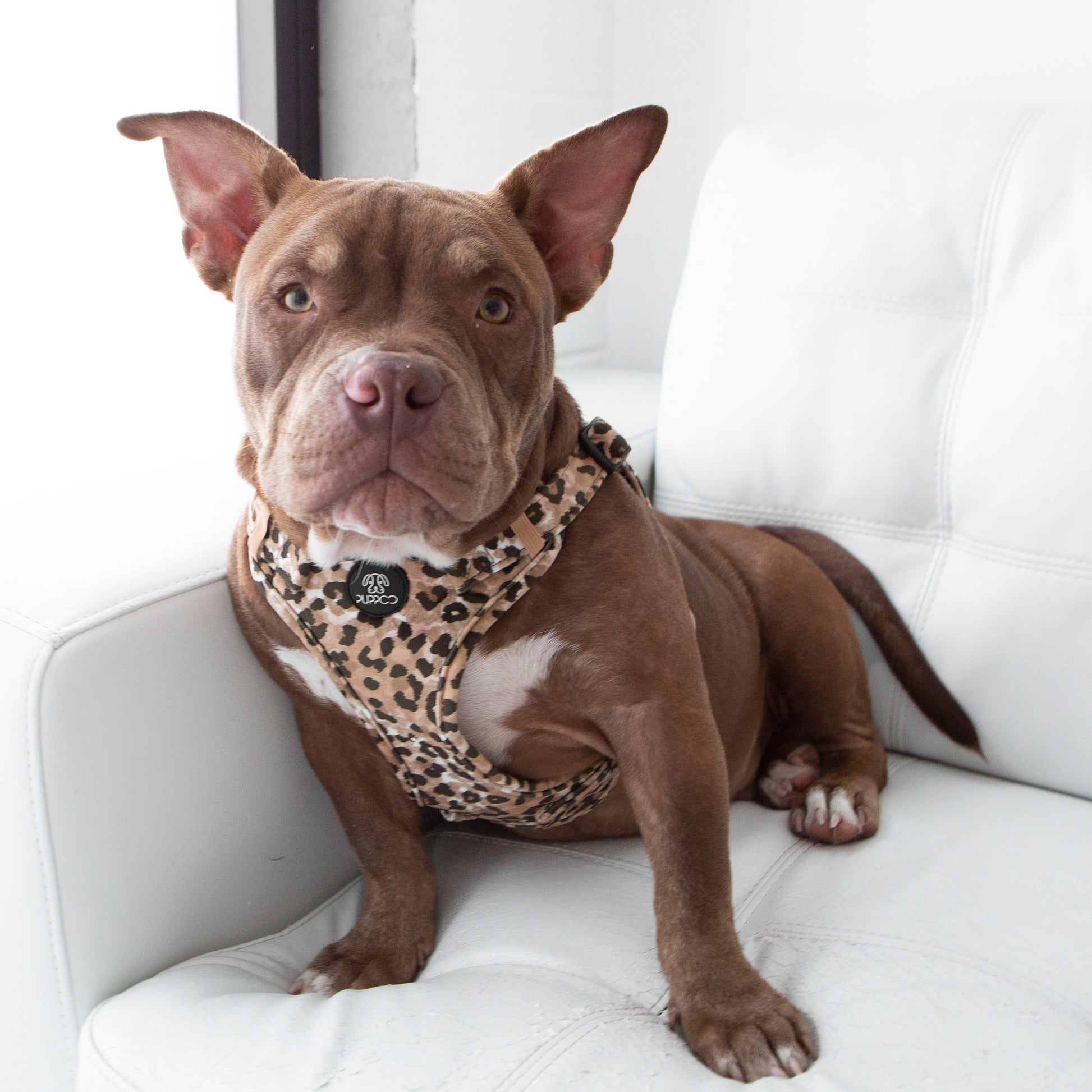 Leopard Print Dog Harness on American Bully
